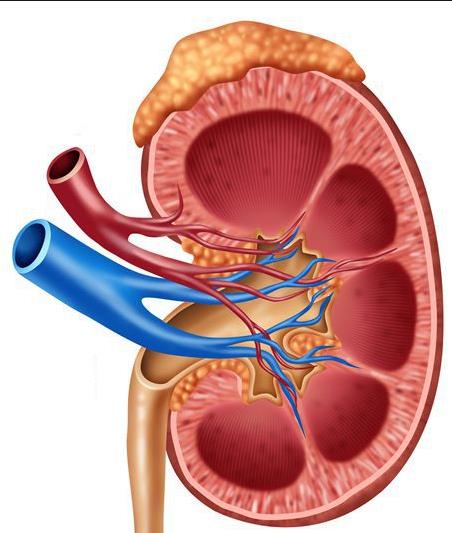 血清肌酸酐是不是肌酐 血清肌酸酐是不是肌酐