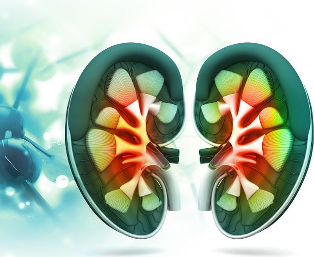 肾病内科常见的疾病有哪些?生活中哪些习惯会损伤肾脏?