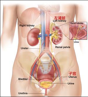 IgA肾病症状有哪些?患了IgA肾病该如何治疗?