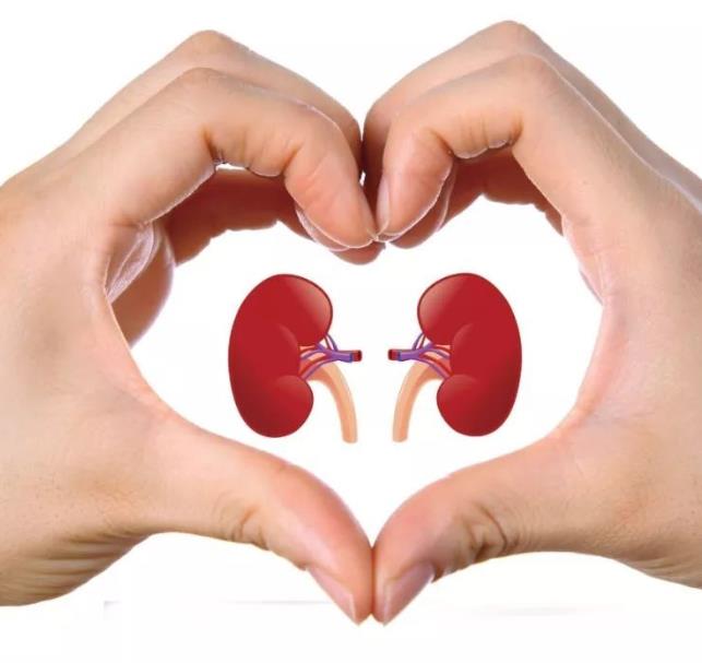 慢性肾炎有哪些危害?该怎么治疗? 慢性肾炎有哪些危害?该怎么治疗?